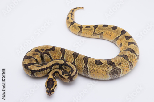 ball python snake on white background