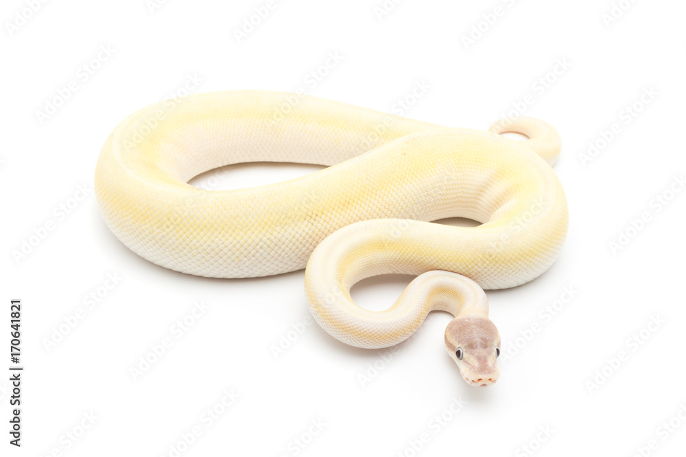 Obraz premium ball python snake on white background