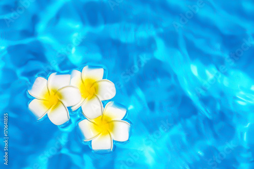 Flowers in blue clean water of swimming pool. Spa concept