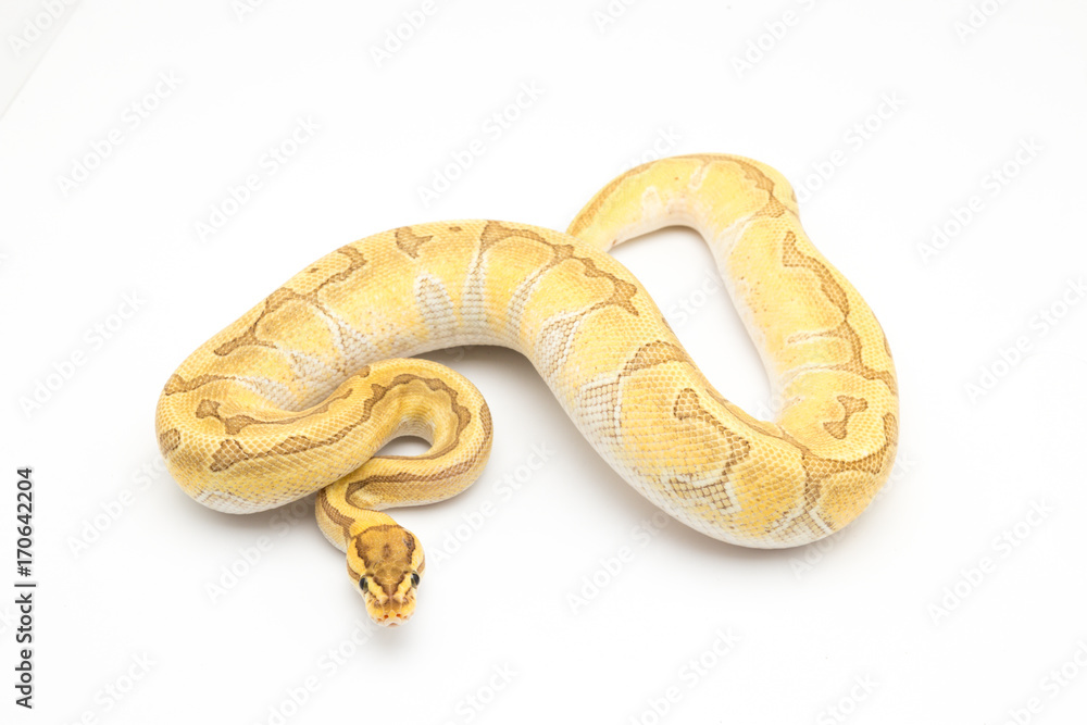 Obraz premium ball python snake reptile