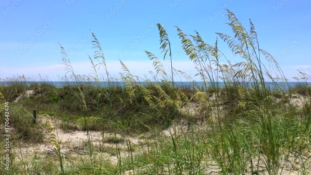 Gently blowing sea oats on the ocean shore dunes on a sunny day Gently blowing sea oats on the ocean shore dunes on a sunny day