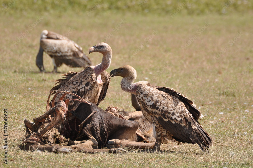 African vulture African vulture