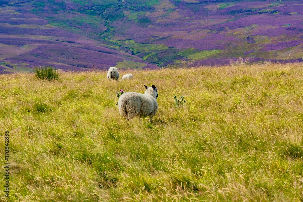 Naklejka premium animals in Scotland Highland pastures