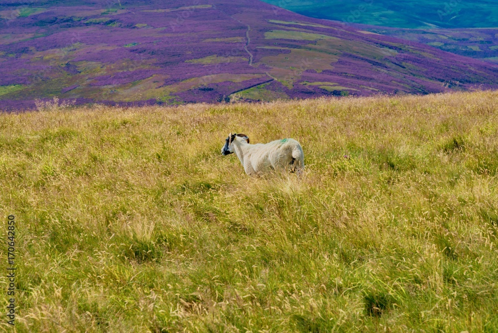 Fototapeta premium animals in Scotland Highland pastures