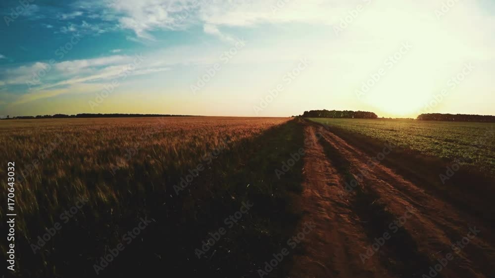 Run On The Road Near Wheat Field Run On The Road Near Wheat Field