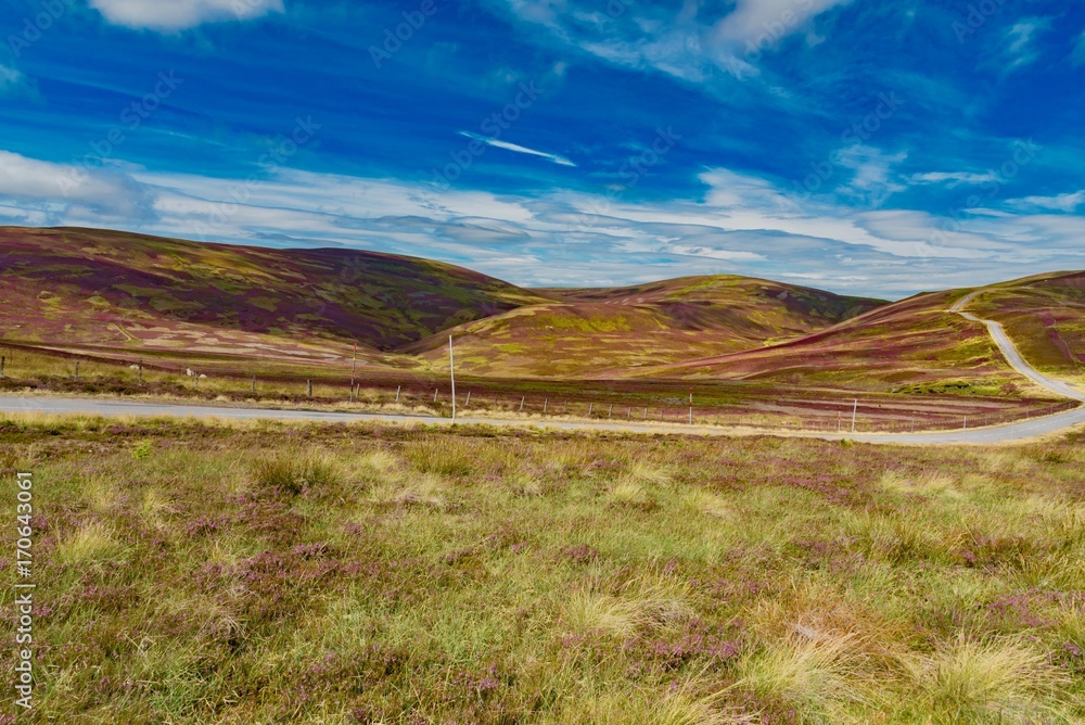 violet heath hills of the Scottish highlands in summer under the blue sky