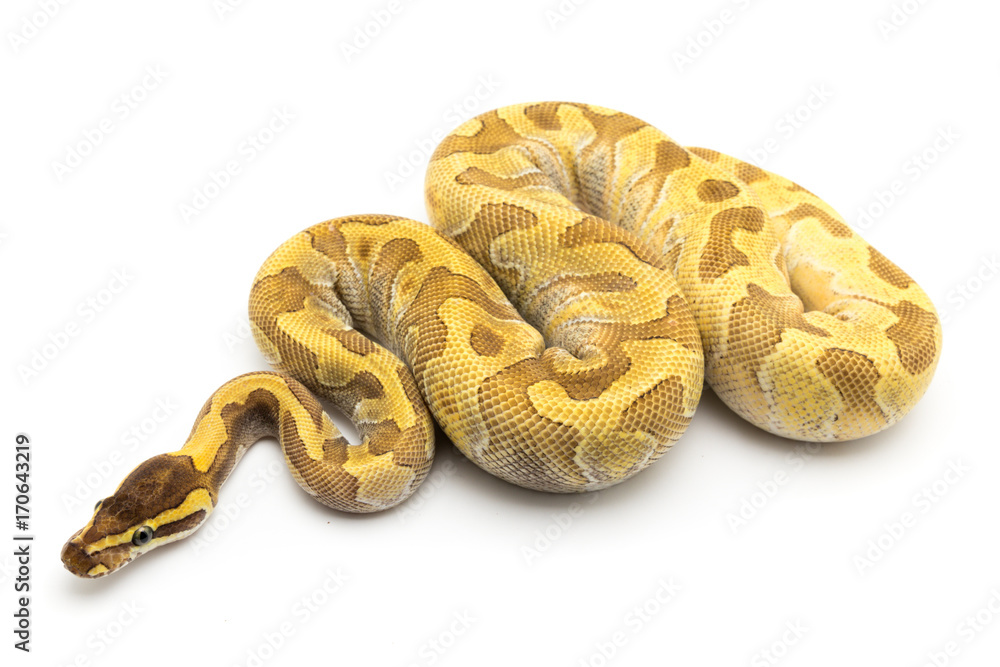 Obraz premium ball python snake reptile