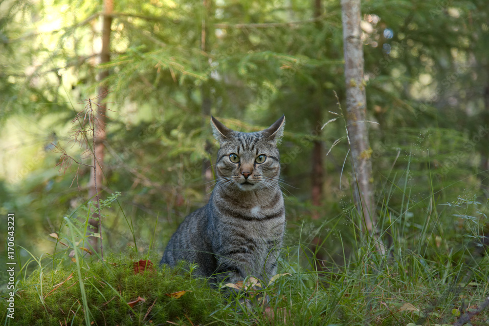 Cat playing in forest and looking at camera