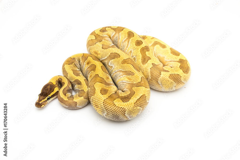 Obraz premium ball python snake reptile