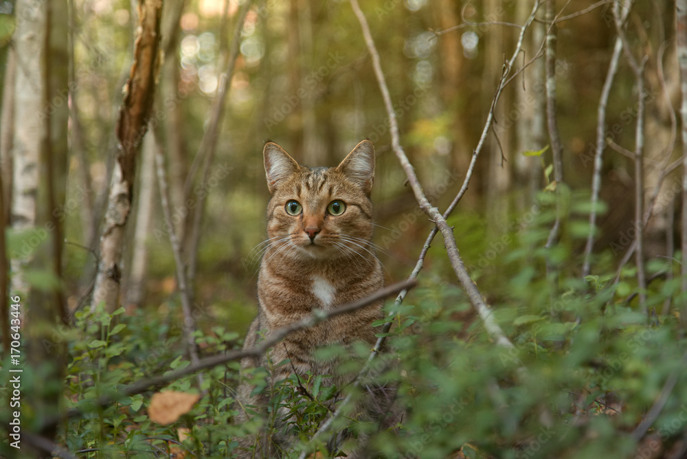 Cat playing in forest and looking at camera