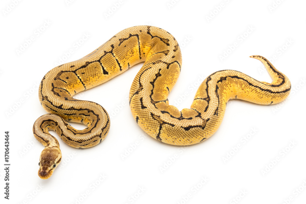 ball python snake reptile ball python snake reptile