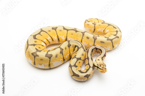 ball python snake reptile © Mike