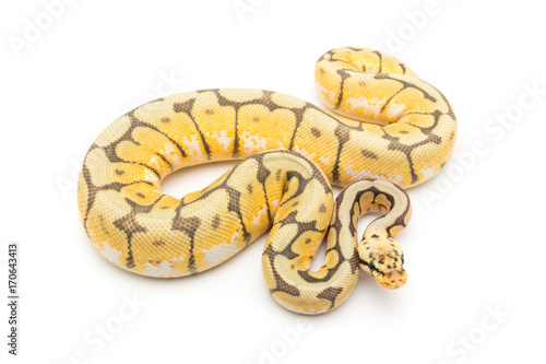 ball python snake reptile © Mike