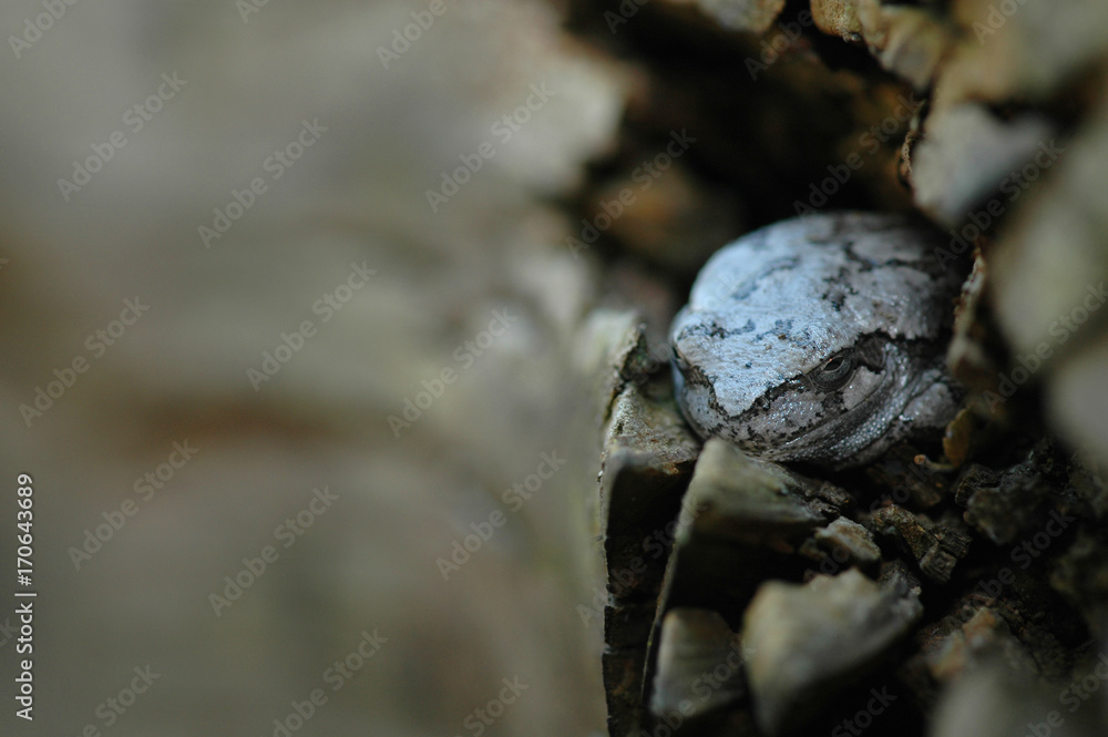 Southern Grey Tree Frog