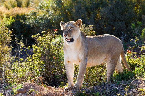Lioness standing and staring at her prey in a distance