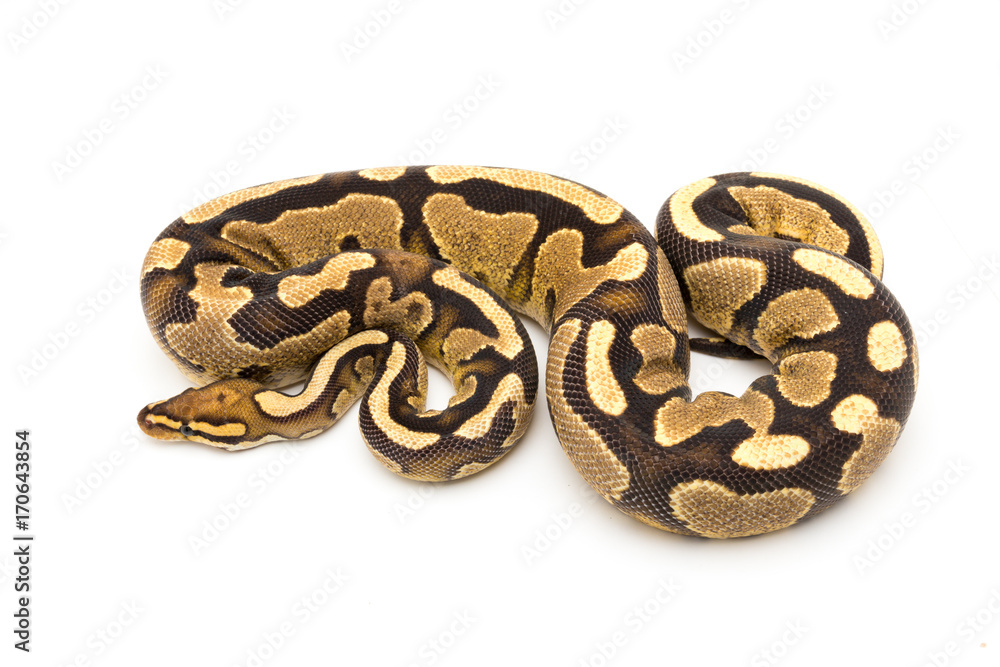 ball python snake reptile ball python snake reptile