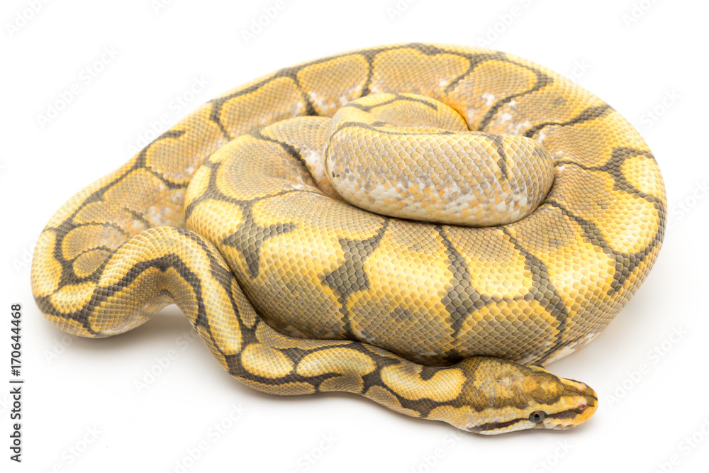 Obraz premium ball python snake reptile