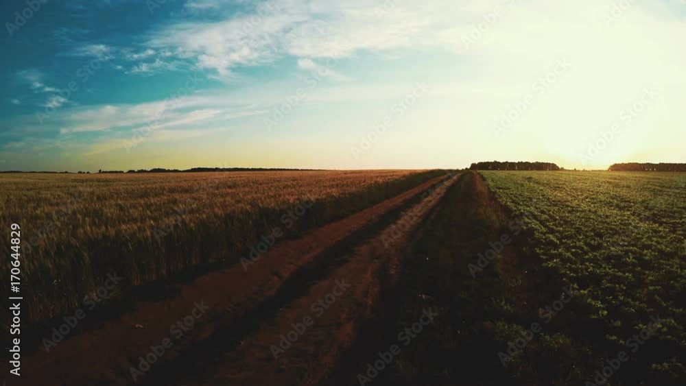 Walk Through A Wheat Field