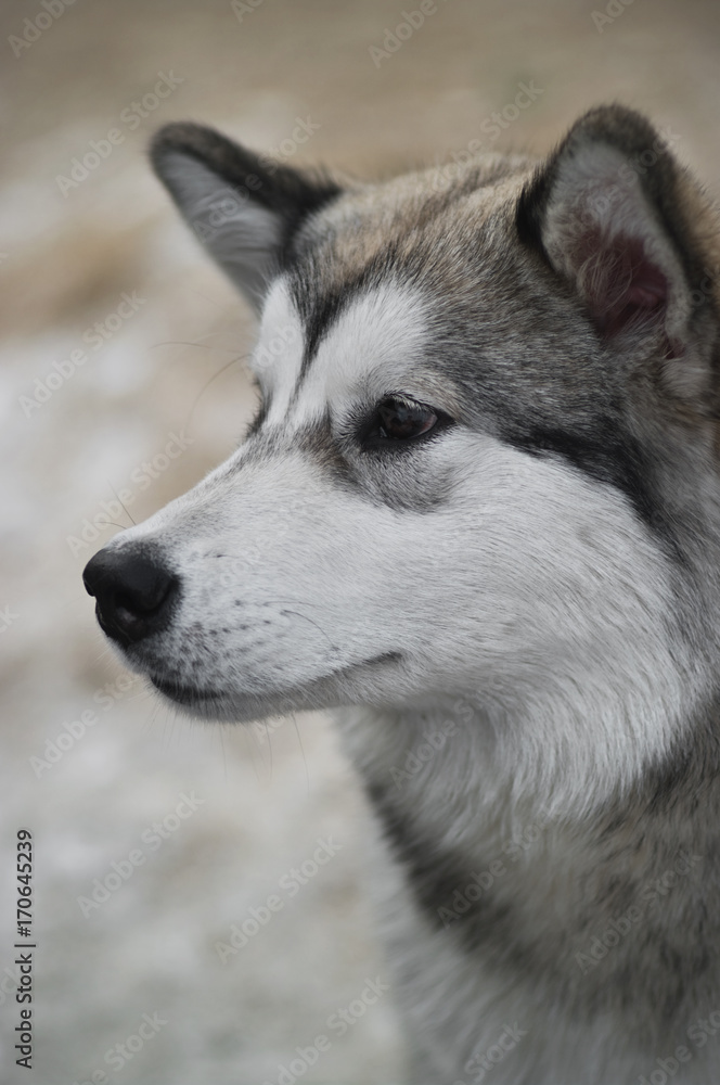 Alaskan Malamute Alaskan Malamute