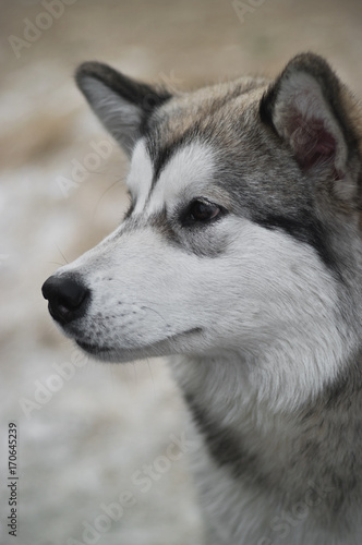 Alaskan Malamute