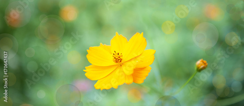 fiore giallo © Raffaella De Giorgio