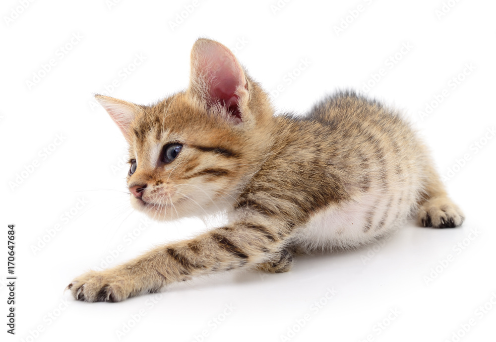 Small brown kitten. Small brown kitten.