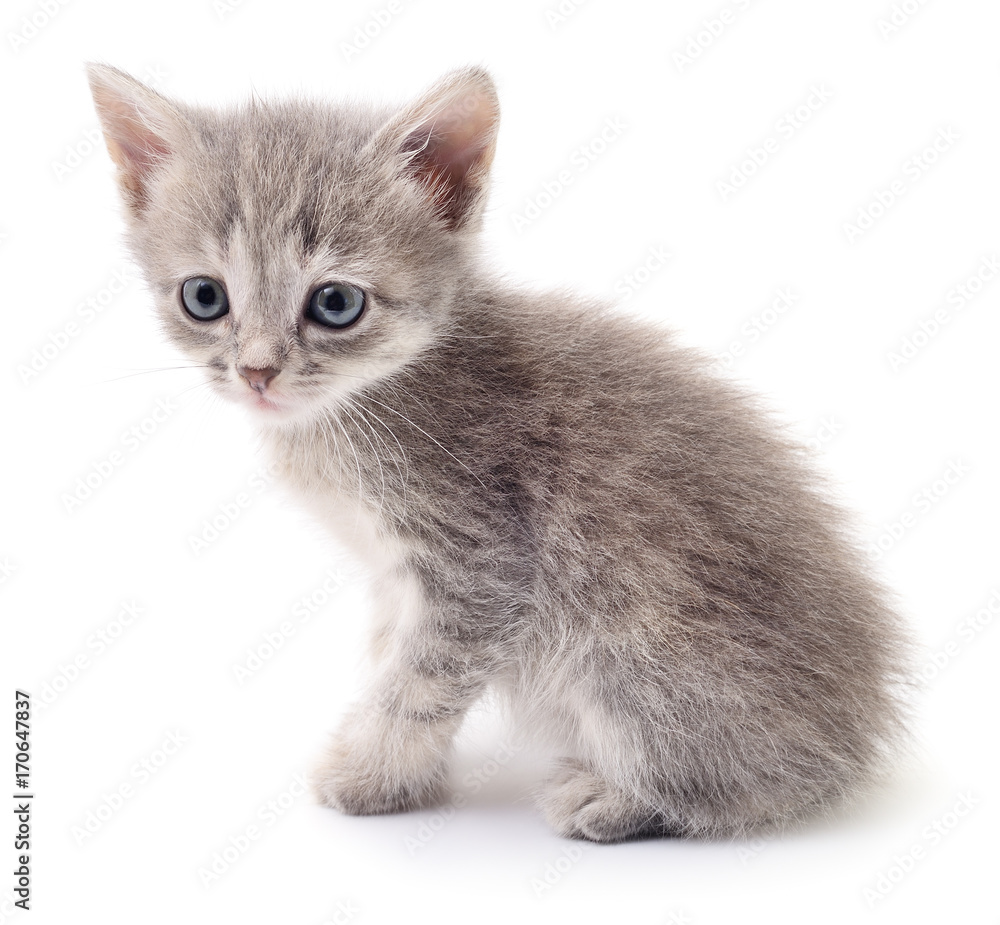 Small gray kitten.