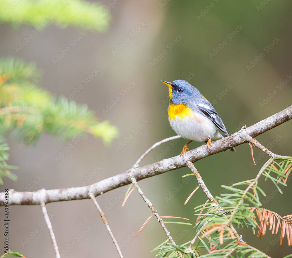 Northern parula perched in a boreal forest, Quebec, Canada,