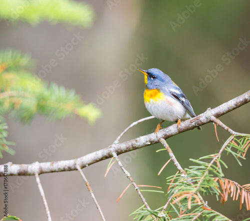 Northern parula perched in a boreal forest, Quebec, Canada,