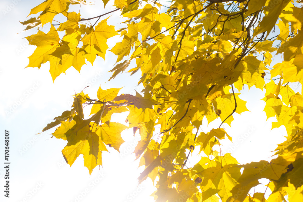 branch with maple leaves branch with maple leaves