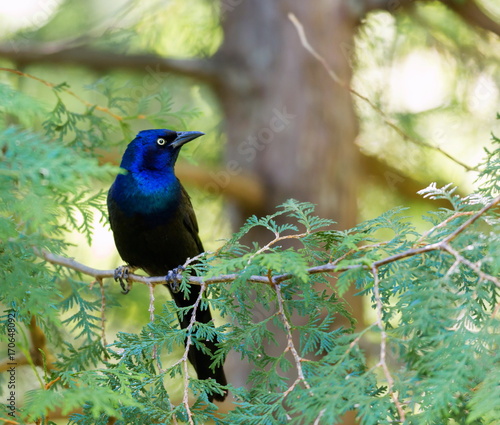 Common Grackles are blackbirds that look like they've been slightly stretched. They're taller and longer tailed than a typical blackbird, with a longer, more tapered bill and glossy-iridescent bodies. photo