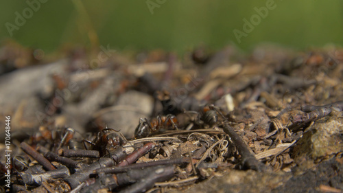 Close-up wild ants swarming around their anthills. Anthill in the forest among the dry leaves.Insects working emmet running around near the hole in the ground,macro anthill. Ant in ant hill colony