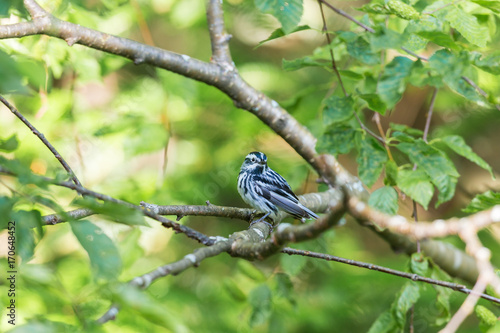 Black and white warbler in a boreal forest, Quebec, Canada. photo