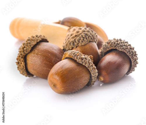 acorns on a white background