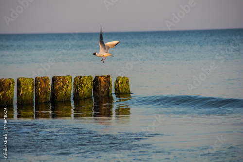 Obraz na płótnie Seagull on the beach w salonie