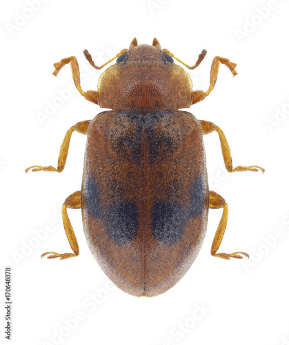 Beetle Coccidula scutellata on a white background