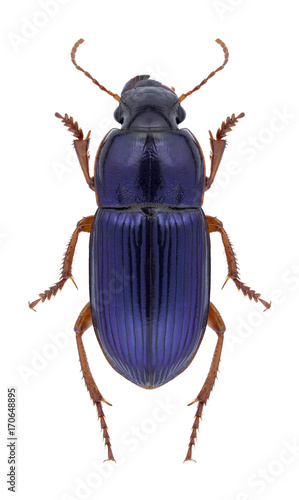 Beetle Harpalus rubripes on a black background