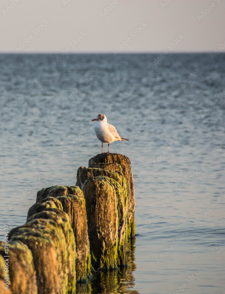 Seagull on the beach