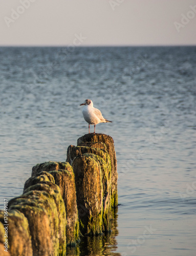 Obraz na płótnie Seagull on the beach w salonie