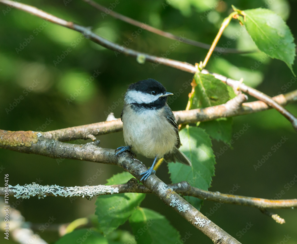 Black Capped Chickadee waiting to be fed by its parents. Taken in cottage country north Quebec, Canada. Black Capped Chickadee waiting to be fed by its parents. Taken in cottage country north Quebec, Canada.