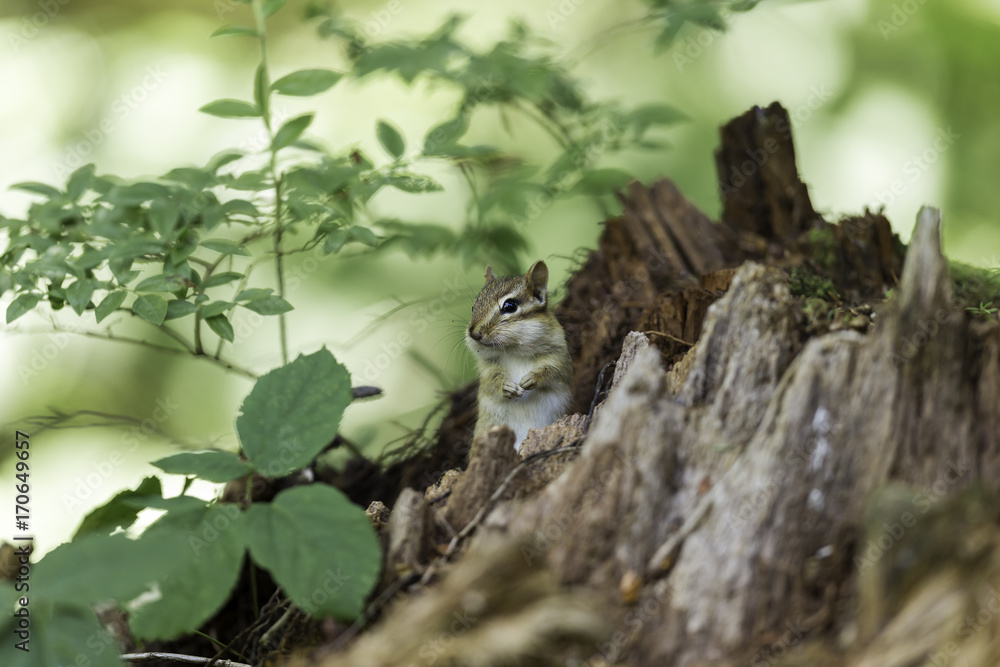 Fototapeta premium Wild chipmunk in a Boreal forest, north Quebec, Canada.