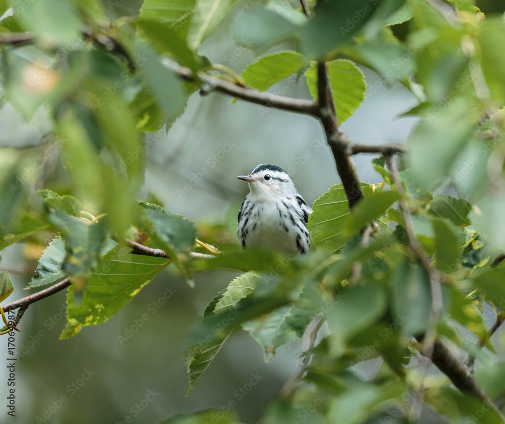 Obraz premium Black and white Warbler perched in the upper canopy of a boreal forest in Quebec, Canada.