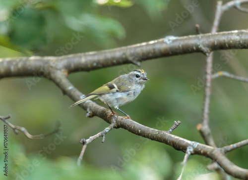 Golden-crowned kinglet is a very small songbird of the boreal forest of north Quebec, Canada.