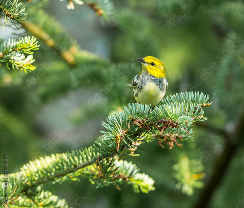Black throated green warbler in a boreal forest north Quebec, Canada. © Hummingbird Art