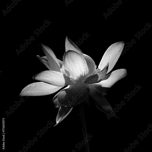 lotus flower isolated on black background