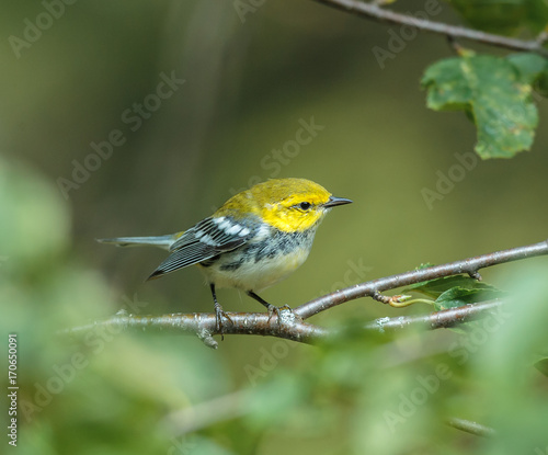 Black throated green warbler in a boreal forest north Quebec, Canada. © Hummingbird Art