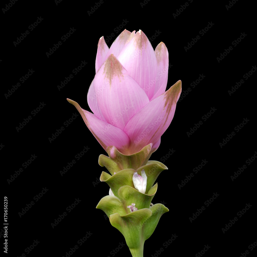 siam tulip flower on black background
