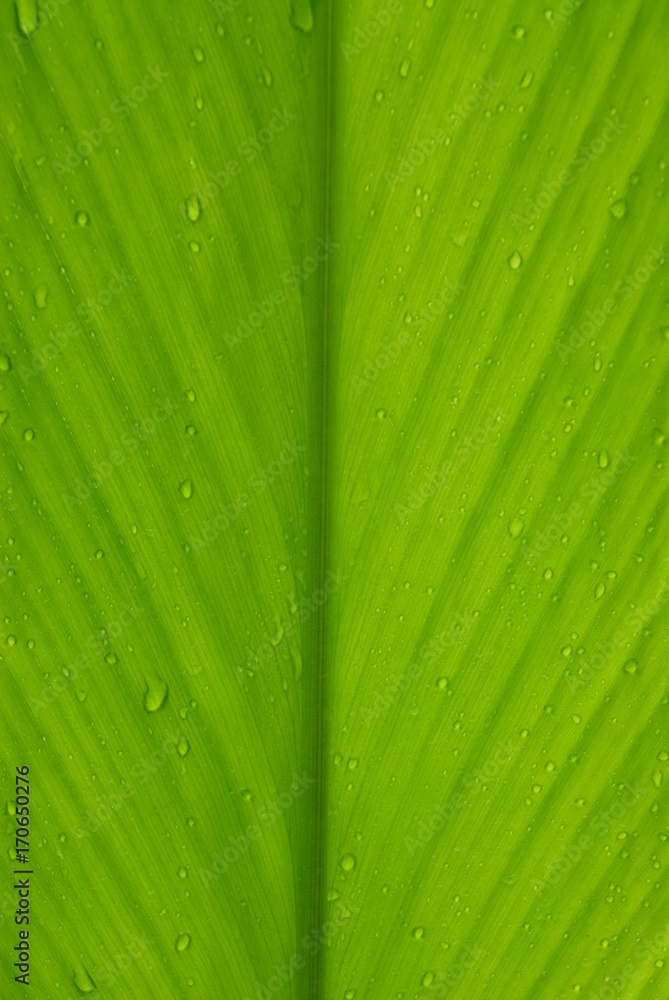 close up of green leaf with drops of water close up of green leaf with drops of water