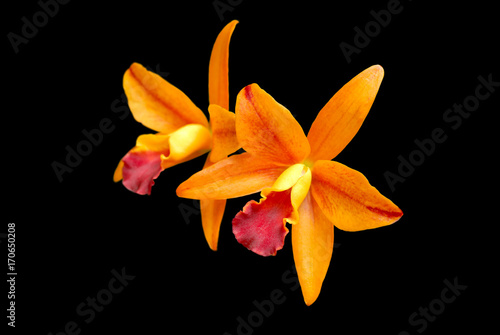 orange orchid cattleya isolated on black background
