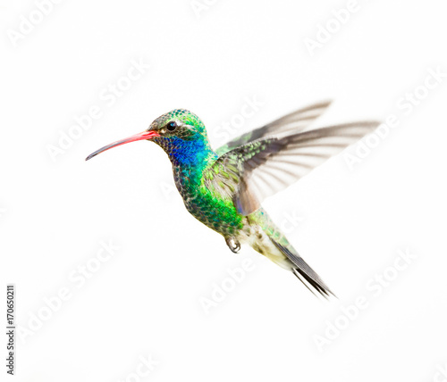 Tableau sur toile Broad Billed Hummingbird in flight, isolated on a white background